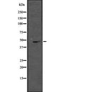 Western blot analysis of MAPK8 expression in  Raji whole cell lysate ,The lane on the left is treated with the antigen-specific peptide.