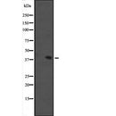 Western blot analysis of MAPK11 expression in  mouse brain tissue lysate,The lane on the left is treated with the antigen-specific peptide.