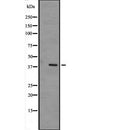 Western blot analysis of MAPK12 expression in  mouse muscle tissue lysate,The lane on the left is treated with the antigen-specific peptide.