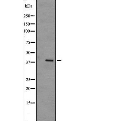 Western blot analysis of MAPK12 expression in  mouse muscle tissue lysate,The lane on the left is treated with the antigen-specific peptide.