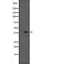 Western blot analysis of MAPK13 expression in  nocodazole treated HCT116 cell lysate; PMA-treated Pam212 cell lysate,The lane on the left is treated with the antigen-specific peptide.
