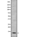 Western blot analysis of MK1I1 expression in HEK293 cells ,The lane on the left is treated with the antigen-specific peptide.