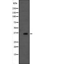 Western blot analysis of MORG1 expression in  rat brain tissue lysate;,The lane on the left is treated with the antigen-specific peptide.