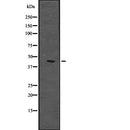 Western blot analysis of extracts from rat brain, using PHLDA1 Antibody.