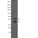 Western blot analysis of MIBP1 expression in  immunising recombinant protein,The lane on the left is treated with the antigen-specific peptide.