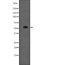 NR5A1 Antibody