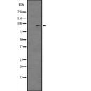 Western blot analysis of ZBTB33 expression in  NIH3T3 whole cell lysate ;,The lane on the left is treated with the antigen-specific peptide.