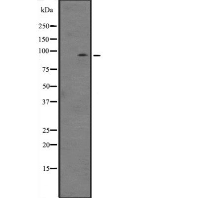 Western blot analysis of ZBTB33 expression in  NIH3T3 whole cell lysate ;,The lane on the left is treated with the antigen-specific peptide.