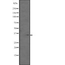 Western blot analysis of HEXIM2 expression in ; HepG2 cell lysate,The lane on the left is treated with the antigen-specific peptide.