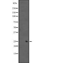 Western blot analysis of extracts from Mouse brain, using MIXL1 Antibody. The lane on the left was treated with blocking peptide.