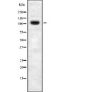 Western blot analysis of TOPRS expression in HEK293 cells lysate