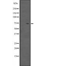 DF2484 at 1/100 staining Mouse colon tissue by IHC-P. The sample was formaldehyde fixed and a heat mediated antigen retrieval step in citrate buffer was performed. The sample was then blocked and incubated with the antibody for 1.5 hours at 22¡ãC. An HRP conjugated goat anti-rabbit antibody was used as the secondary