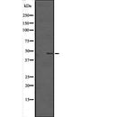 Western blot analysis of TMEM184B expression in HEK293 cells ,The lane on the left is treated with the antigen-specific peptide.