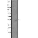 Western blot analysis of DNAJB6 expression in  U87-MG cell lysate ;,The lane on the left is treated with the antigen-specific peptide.