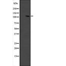Western blot analysis of extracts from 293, using GRIP1 Antibody. The lane on the left was treated with blocking peptide.