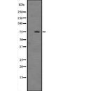 Western blot analysis of HSPA12A expression in  Mouse brain tissue lysate ,The lane on the left is treated with the antigen-specific peptide.