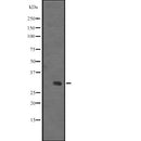Western blot analysis of extracts from Hybridoma cells, using IGFBPL1 Antibody. The lane on the left was treated with blocking peptide.
