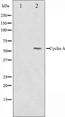 Western blot analysis on COS7 cell lysate using Cyclin A Antibody,The lane on the left is treated with the antigen-specific peptide.