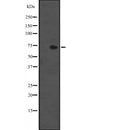 DF2533 at 1/100 staining Mouse testis tissue by IHC-P. The sample was formaldehyde fixed and a heat mediated antigen retrieval step in citrate buffer was performed. The sample was then blocked and incubated with the antibody for 1.5 hours at 22¡ãC. An HRP conjugated goat anti-rabbit antibody was used as the secondary