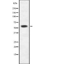 DF2556 at 1/100 staining Human lymph node tissue by IHC-P. The sample was formaldehyde fixed and a heat mediated antigen retrieval step in citrate buffer was performed. The sample was then blocked and incubated with the antibody for 1.5 hours at 22¡ãC. An HRP conjugated goat anti-rabbit antibody was used as the secondary