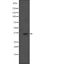 Western blot analysis of POU2AF1 expression in  Ramos cell lysate ,The lane on the left is treated with the antigen-specific peptide.