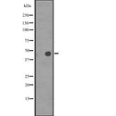 Western blot analysis of POU3F2 expression in  Hela cell lysate,The lane on the left is treated with the antigen-specific peptide.