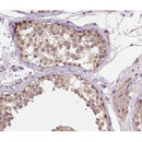 AF0143 at 1/200 staining human testis tissue sections by IHC-P. The tissue was formaldehyde fixed and a heat mediated antigen retrieval step in citrate buffer was performed. The tissue was then blocked and incubated with the antibody for 1.5 hours at 22¡ãC. An HRP conjugated goat anti-rabbit antibody was used as the secondary