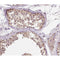 AF0143 at 1/200 staining human testis tissue sections by IHC-P. The tissue was formaldehyde fixed and a heat mediated antigen retrieval step in citrate buffer was performed. The tissue was then blocked and incubated with the antibody for 1.5 hours at 22¡ãC. An HRP conjugated goat anti-rabbit antibody was used as the secondary