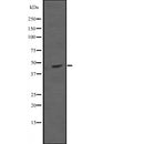 DF2638 staining  NIH-3T3 cells by IF/ICC. The sample were fixed with PFA and permeabilized in 0.1% Triton X-100,then blocked in 10% serum for 45 minutes at 25¡ãC. The primary antibody was diluted at 1/200 and incubated with the sample for 1 hour at 37¡ãC. An  Alexa Fluor 594 conjugated goat anti-rabbit IgG (H+L) antibody(Cat.