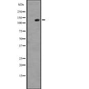 Western blot analysis of EPHA4 expression in  NIH3T3 whole cell lysate ;,The lane on the left is treated with the antigen-specific peptide.