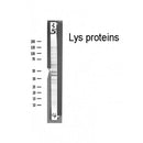 Western blot analysis of  Lys proteins, using Lys proteins Antibody.