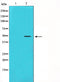 Western blot analysis on HeLa cell lysate using Cyclin E1 Antibody,The lane on the left is treated with the antigen-specific peptide.