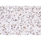 AF0144 at 1/200 staining human Liver tissue sections by IHC-P. The tissue was formaldehyde fixed and a heat mediated antigen retrieval step in citrate buffer was performed. The tissue was then blocked and incubated with the antibody for 1.5 hours at 22¡ãC. An HRP conjugated goat anti-rabbit antibody was used as the secondary