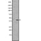 DF2776 at 1/100 staining Mouse lung tissue by IHC-P. The sample was formaldehyde fixed and a heat mediated antigen retrieval step in citrate buffer was performed. The sample was then blocked and incubated with the antibody for 1.5 hours at 22¡ãC. An HRP conjugated goat anti-rabbit antibody was used as the secondary
