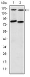 Figure 1: Western blot analysis using AIB1 mouse mAb against T47D (1) and MCF-7 (2) cell lysate.
