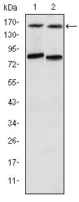 Figure 1: Western blot analysis using AIB1 mouse mAb against T47D (1) and MCF-7 (2) cell lysate.