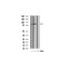 Western blot analysis of Annexin A6 expression in various lysates.The lane on the right is treated with the antigen-specific peptide.