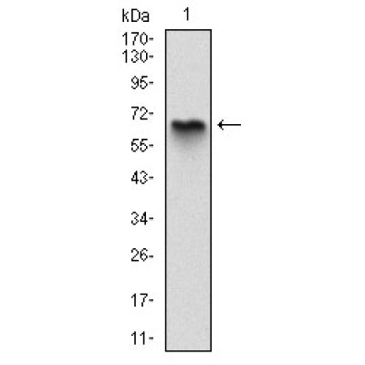 Figure 6: Flow cytometric analysis of HepG2 cells using MBP mouse mAb (green) and negative control (red).?