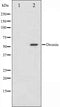 Western blot analysis on HeLa cell lysate using Desmin Antibody,The lane on the left is treated with the antigen-specific peptide.