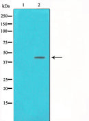 Western blot analysis on NIH-3T3 cell lysate using DNA Polymerase beta Antibody,The lane on the left is treated with the antigen-specific peptide.