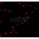 AF0151 staining COS7 by IF/ICC. The sample were fixed with PFA and permeabilized in 0.1% Triton X-100,then blocked in 10% serum for 45 minutes at 25¡ãC. The primary antibody was diluted at 1/200 and incubated with the sample for 1 hour at 37¡ãC. An  Alexa Fluor 594 conjugated goat anti-rabbit IgG (H+L) Ab, diluted at 1/600, was used as the secondary antibod