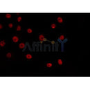AF0152 staining HepG2 by IF/ICC. The sample were fixed with PFA and permeabilized in 0.1% Triton X-100,then blocked in 10% serum for 45 minutes at 25¡ãC. The primary antibody was diluted at 1/200 and incubated with the sample for 1 hour at 37¡ãC. An  Alexa Fluor 594 conjugated goat anti-rabbit IgG (H+L) Ab, diluted at 1/600, was used as the secondary antibod