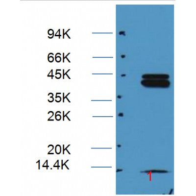 Western blot analysis on Hela cell lysate using ERK1/2 Antibody