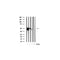 Western blot analysis of extracts of various celllines,using erk1/2 antibody.