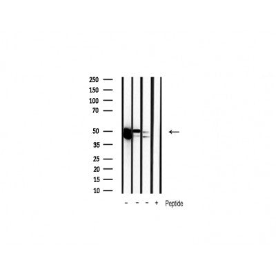 Western blot analysis of extracts of various celllines,using erk1/2 antibody.