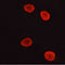 AF0155 staining lovo cells by ICC/IF. Cells were fixed with PFA and permeabilized in 0.1% saponin prior to blocking in 10% serum for 45 minutes at 37¡ãC. The primary antibody was diluted 1/400 and incubated with the sample for 1 hour at 37¡ãC. A  Alexa Fluor? 594 conjugated goat polyclonal to rabbit IgG (H+L), diluted 1/600 was used as secondary antibod