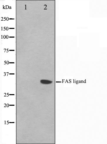 Western blot analysis on 293 cell lysate using FASL Antibody,The lane on the left is treated with the antigen-specific peptide.