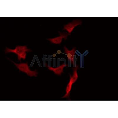 AF0157 staining 293 by IF/ICC. The sample were fixed with PFA and permeabilized in 0.1% Triton X-100,then blocked in 10% serum for 45 minutes at 25¡ãC. The primary antibody was diluted at 1/200 and incubated with the sample for 1 hour at 37¡ãC. An  Alexa Fluor 594 conjugated goat anti-rabbit IgG (H+L) Ab, diluted at 1/600, was used as the secondary antibod