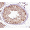 AF0158 at 1/100 staining human testis tissue sections by IHC-P. The tissue was formaldehyde fixed and a heat mediated antigen retrieval step in citrate buffer was performed. The tissue was then blocked and incubated with the antibody for 1.5 hours at 22¡ãC. An HRP conjugated goat anti-rabbit antibody was used as the secondary