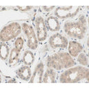 AF0159 at 1/100 staining human kidney tissue sections by IHC-P. The tissue was formaldehyde fixed and a heat mediated antigen retrieval step in citrate buffer was performed. The tissue was then blocked and incubated with the antibody for 1.5 hours at 22¡ãC. An HRP conjugated goat anti-rabbit antibody was used as the secondary